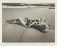 Douglas%20Frank%2C%20%3Cb%3E%3Ci%3E%20Siltcoos%20Driftwood%3C%2Fi%3E%3C%2Fb%3E%2C%20ca.%201980%2C%20platinum%20print%2C%20Bequest%20of%20Fae%20Heath%20Batten%2C%20%26%23169%3B%20Douglas%20Frank%2C%201997.58.68